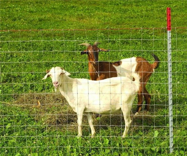 Sheep Goatcattle Yard Gates Fence